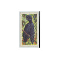 1961 Brooke Bond Tropical Birds Ornate Umbrella Bird #20