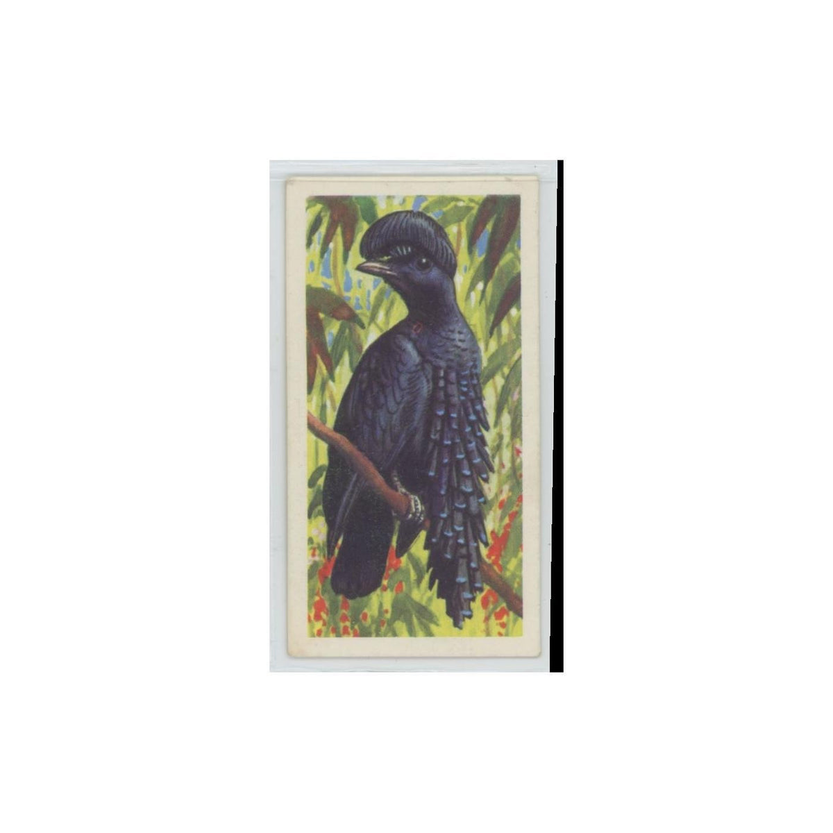 1961 Brooke Bond Tropical Birds Ornate Umbrella Bird #20