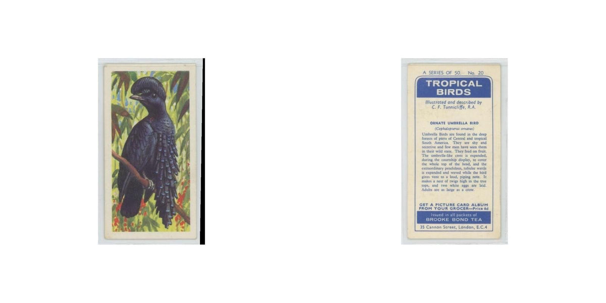 1961 Brooke Bond Tropical Birds Ornate Umbrella Bird #20