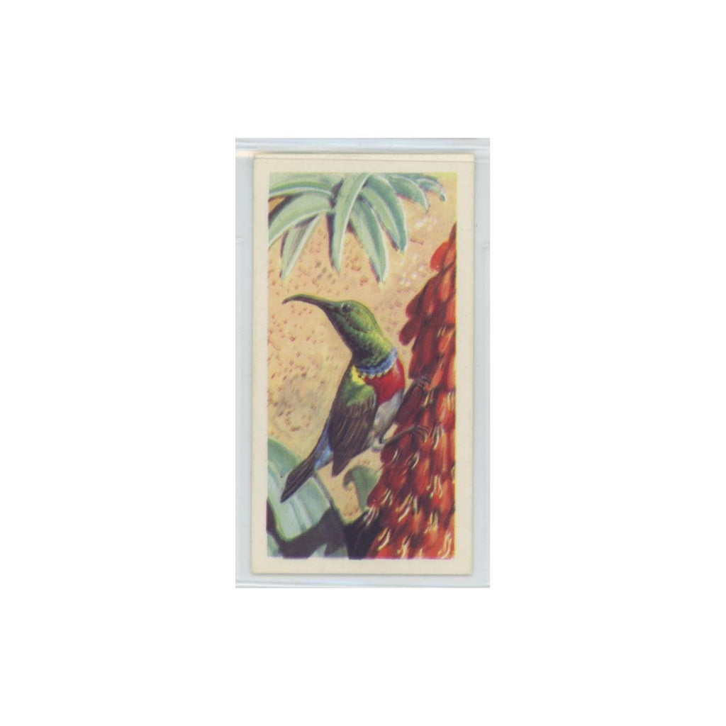 1961 Brooke Bond Tropical Birds Lesser Double Collared Sunbird #18