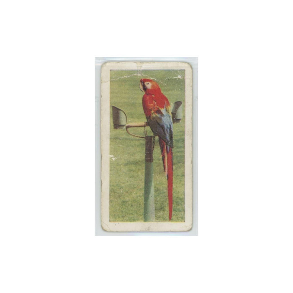 1960 Horniman's Tea Pets Macaws #31