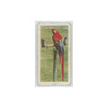 1960 Horniman's Tea Pets Macaws #31