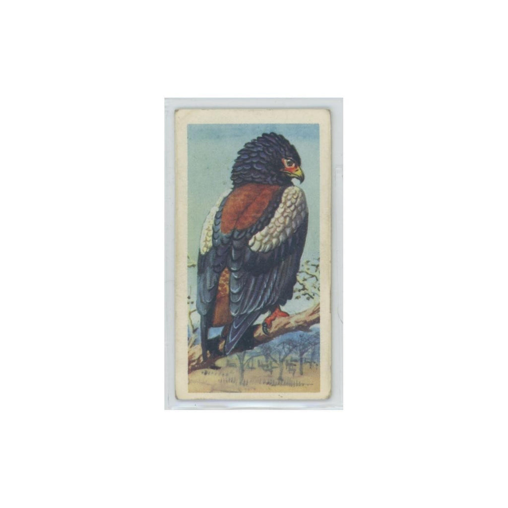 1961 Brooke Bond Tropical Birds Bateleur Eagle #1