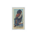 1961 Brooke Bond Tropical Birds Bateleur Eagle #1
