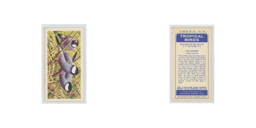 1961 Brooke Bond Tropical Birds Java Sparrow #43