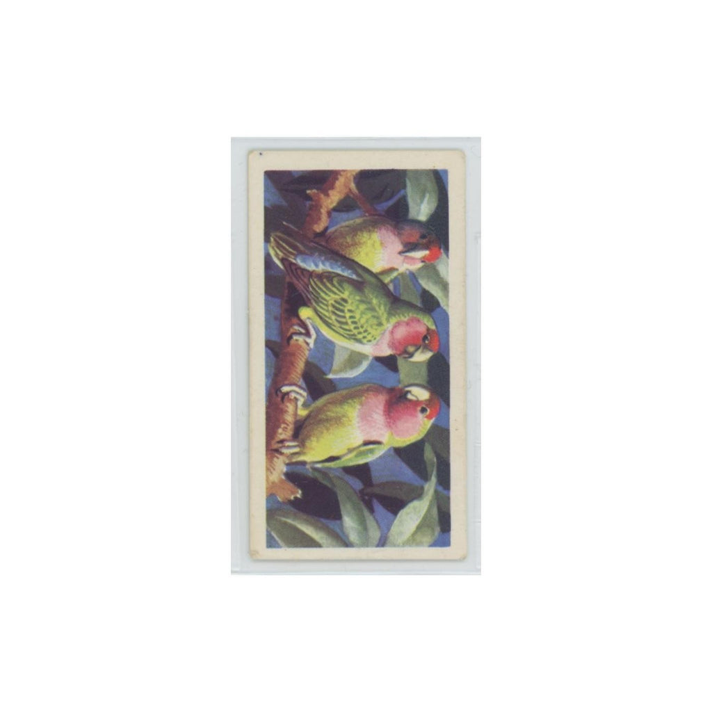 1961 Brooke Bond Tropical Birds Peach Rosy Faced Lovebird #6