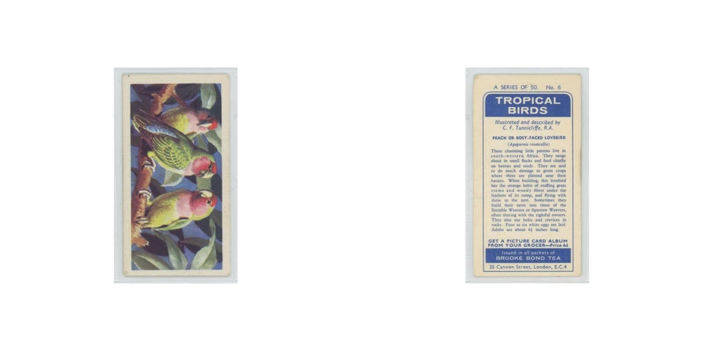 1961 Brooke Bond Tropical Birds Peach Rosy Faced Lovebird #6