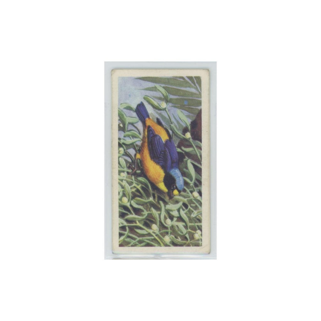 1961 Brooke Bond Tropical Birds Blue Hooded Euphonia #29