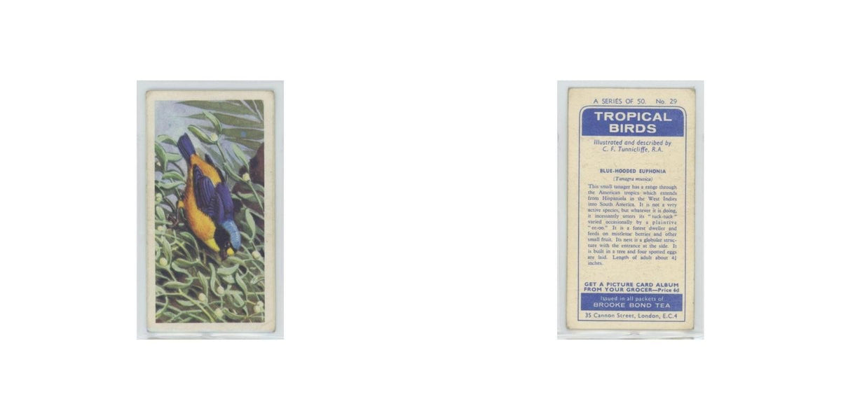 1961 Brooke Bond Tropical Birds Blue Hooded Euphonia #29