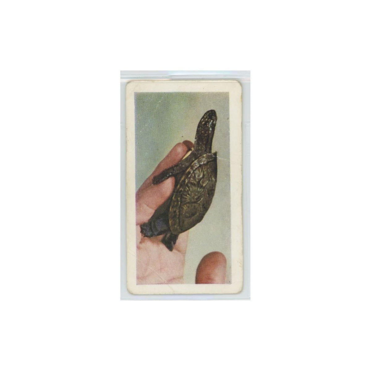 1960 Horniman's Tea Pets Pond Tortoise #39