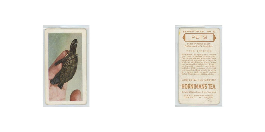 1960 Horniman's Tea Pets Pond Tortoise #39