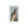 1960 Horniman's Tea Pets Jay #26
