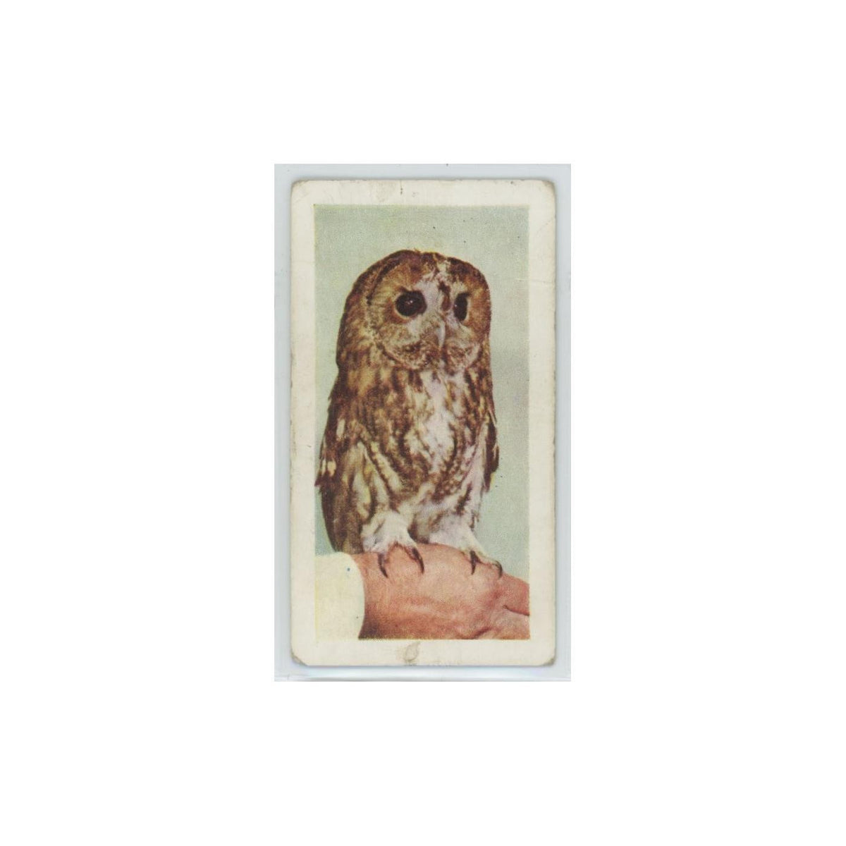 1960 Horniman's Tea Pets Tawny Owl #25