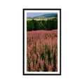 1986 Grandee Britain's Wild Flowers Rosebay Willowherb #23