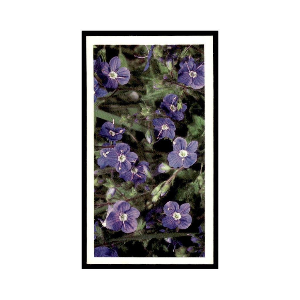 1986 Grandee Britain's Wild Flowers Germander Speedwell #8