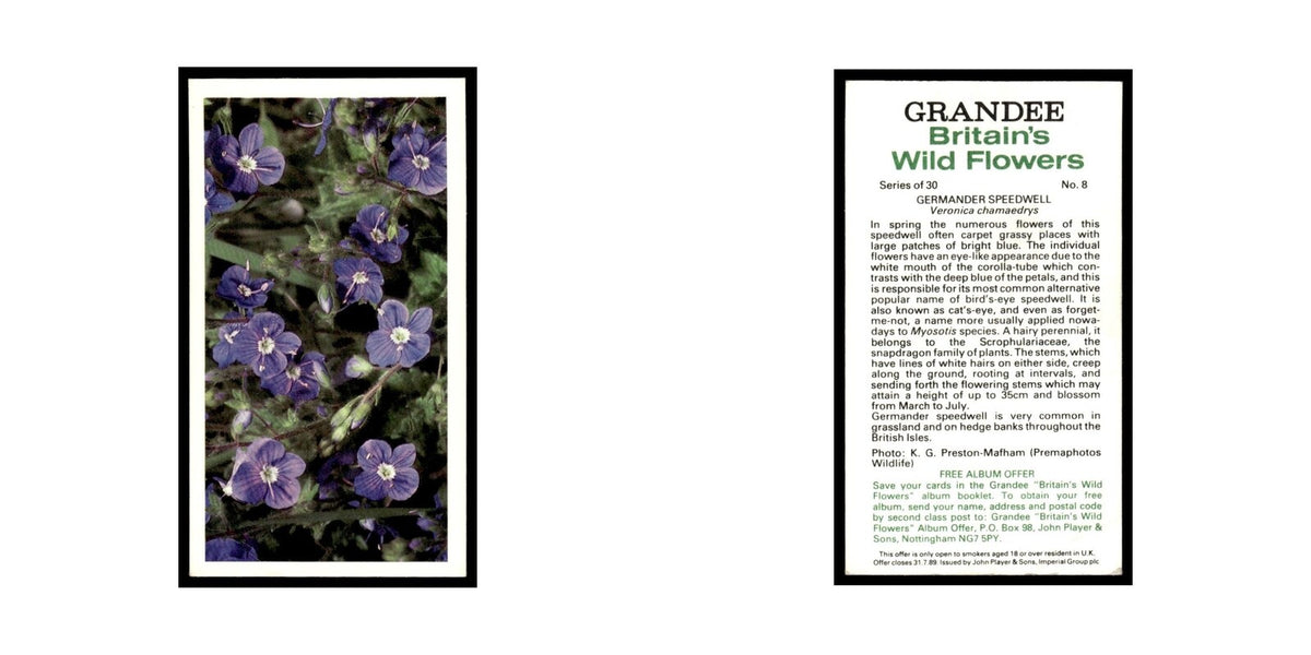 1986 Grandee Britain's Wild Flowers Germander Speedwell #8