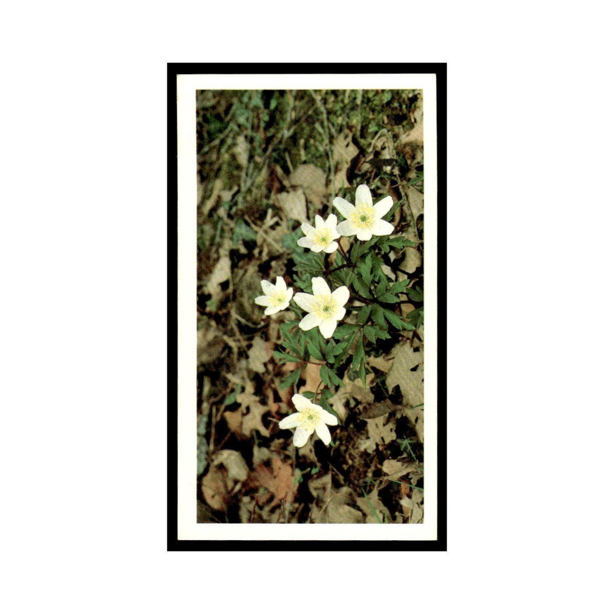 1986 Grandee Britain's Wild Flowers Wood Anemone #2