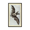 1983 Doncella Cigars British Mammals Long Eared Bat #2