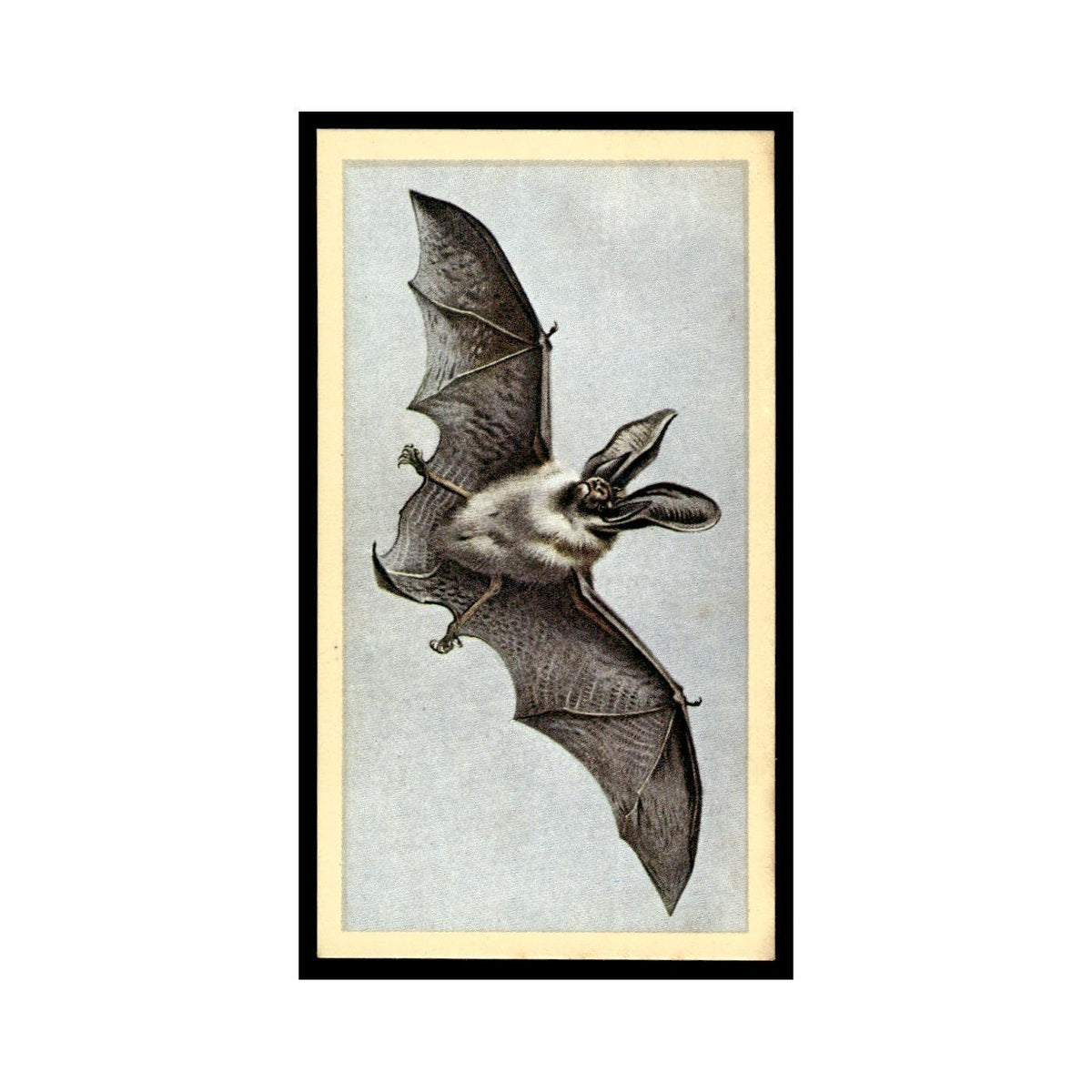 1983 Doncella Cigars British Mammals Long Eared Bat #2
