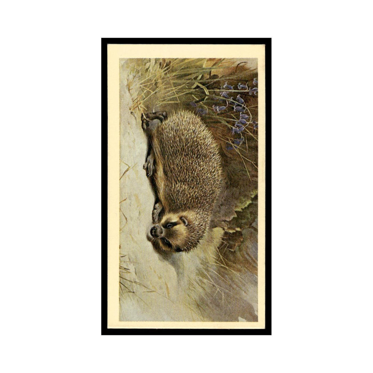 1983 Doncella Cigars British Mammals Hedgehog #3