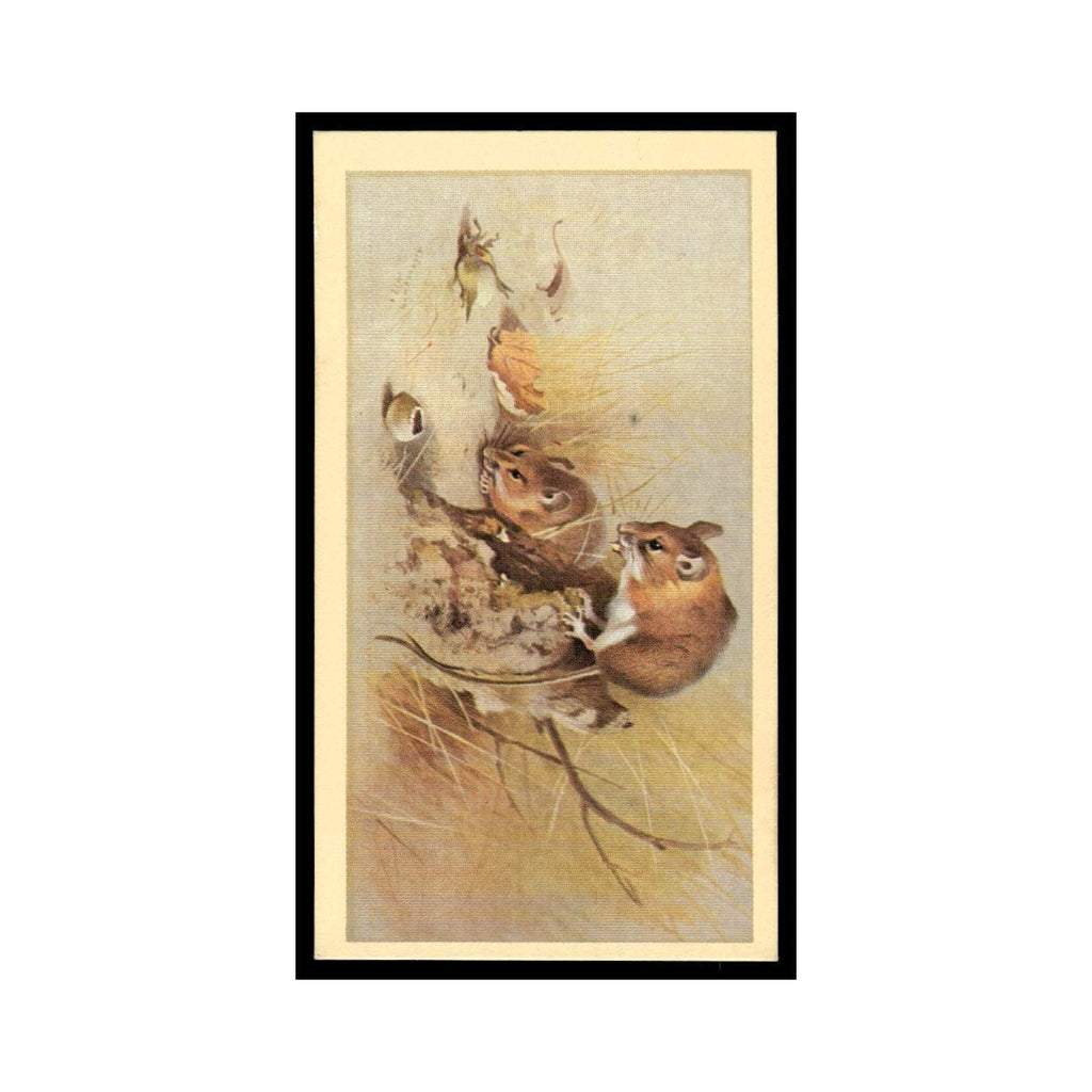 1983 Doncella Cigars British Mammals Woodmouse #20