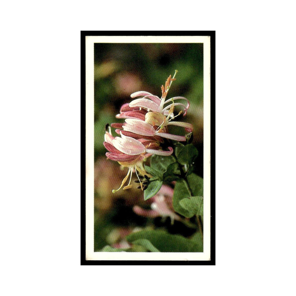 1986 Grandee Britain's Wild Flowers Honeysuckle #21