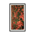 1986 Grandee Britain's Wild Flowers Field Cor Poppy #17