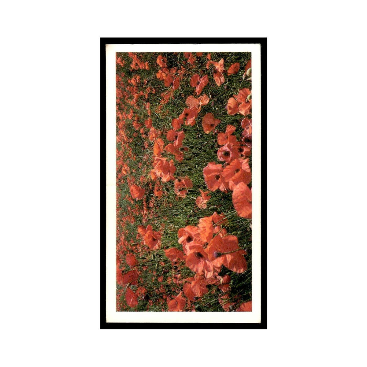 1986 Grandee Britain's Wild Flowers Field Cor Poppy #17