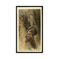 1983 Doncella Cigars British Mammals Brown Rat #23