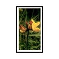 1986 Grandee Britain's Wild Flowers Bird's Foot Trefoil #11