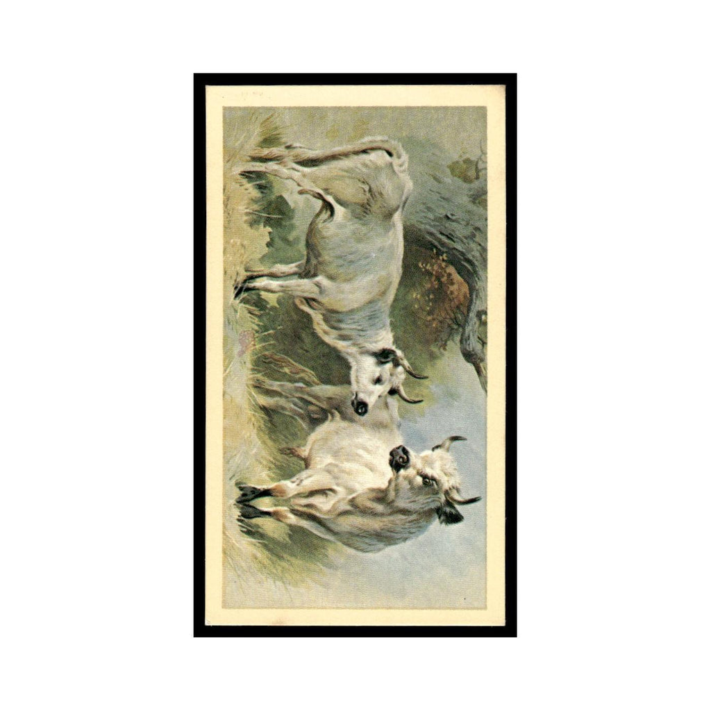 1983 Doncella Cigars British Mammals White Cattle #27