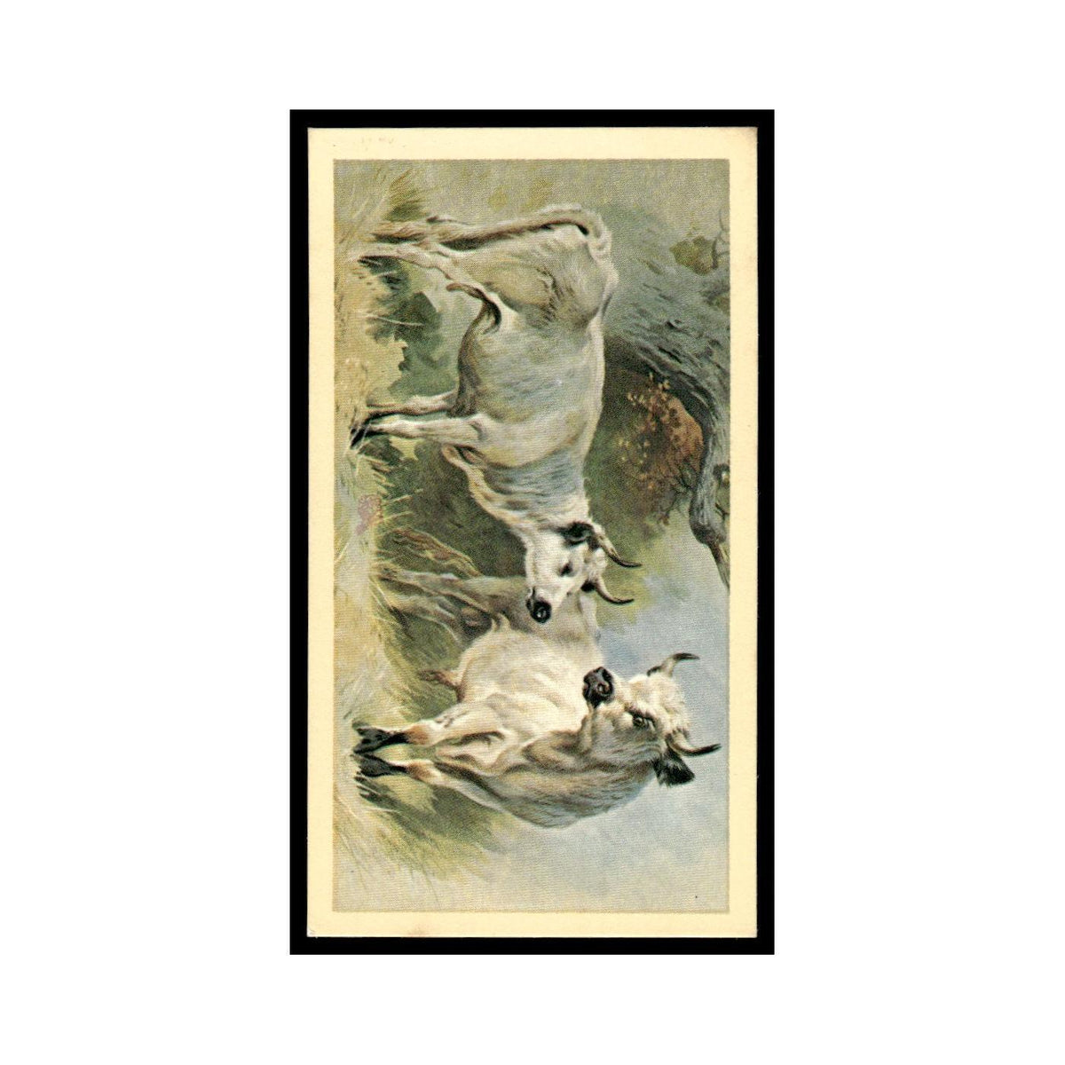 1983 Doncella Cigars British Mammals White Cattle #27