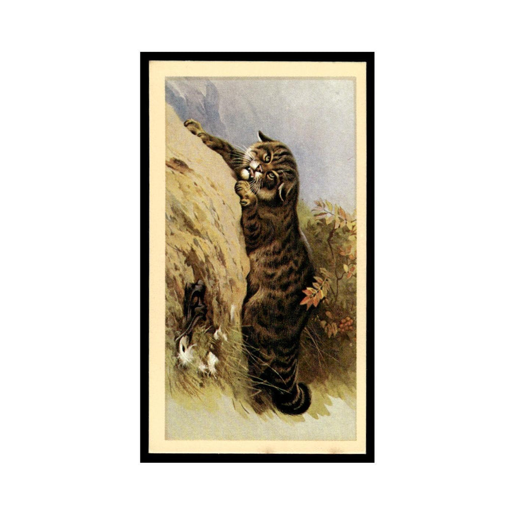 1983 Doncella Cigars British Mammals Wild Cat #6