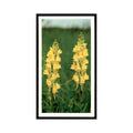1986 Grandee Britain's Wild Flowers Yellow Toadflax #27