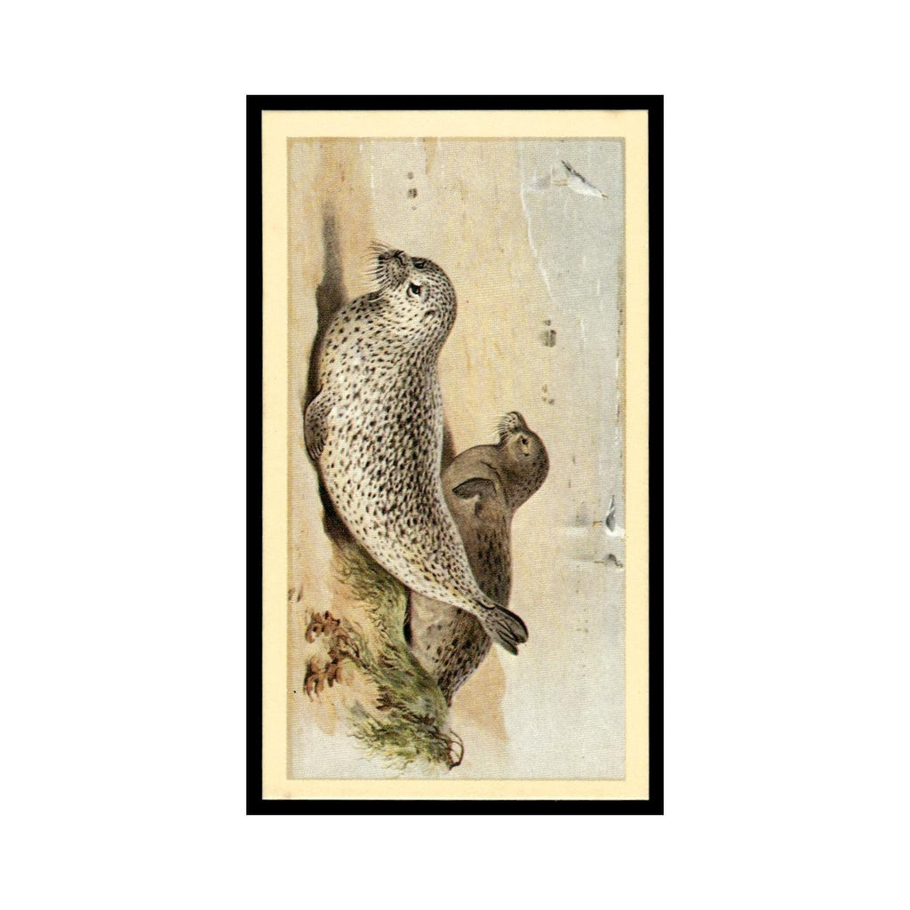 1983 Doncella Cigars British Mammals Common Seal #9