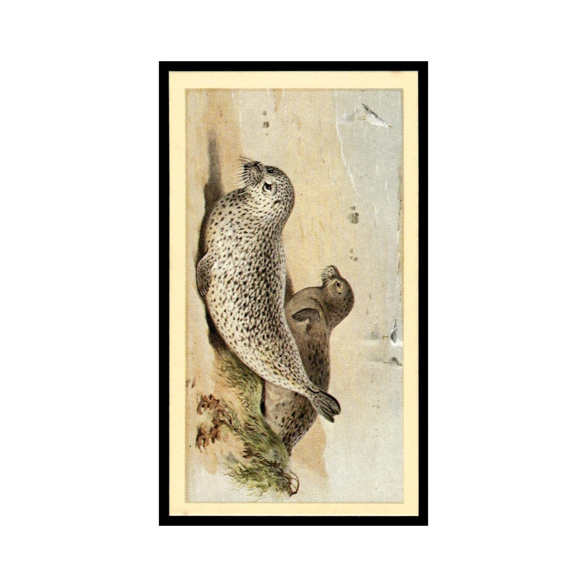 1983 Doncella Cigars British Mammals Common Seal #9