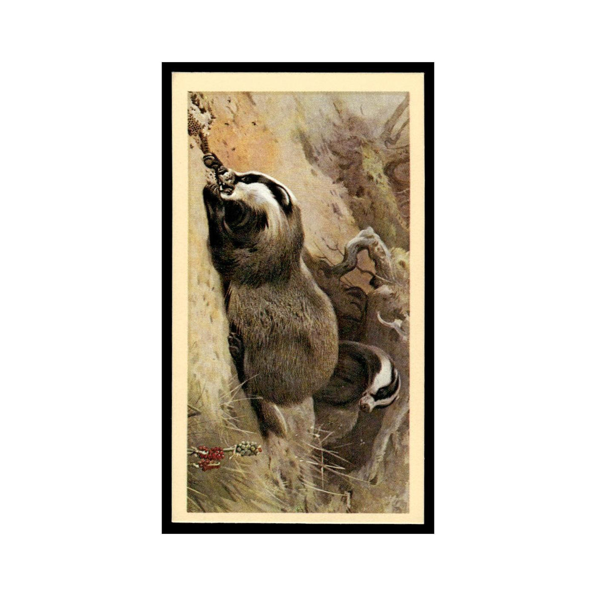 1983 Doncella Cigars British Mammals Badger #11