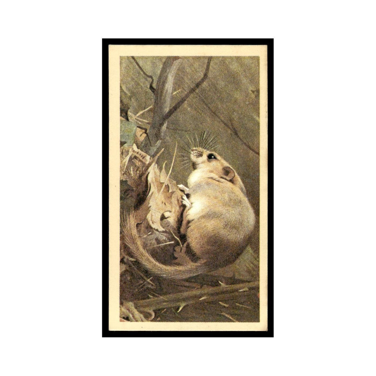 1983 Doncella Cigars British Mammals Dormouse #1
