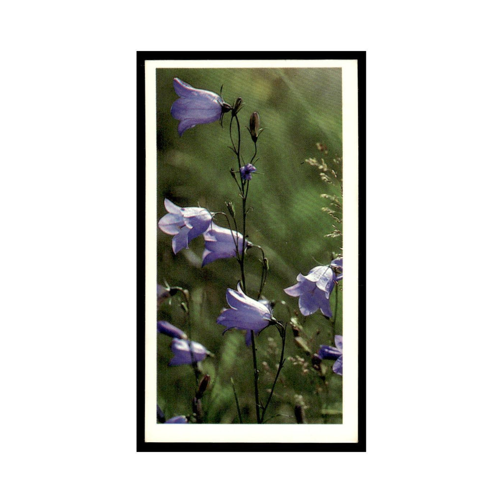 1986 Grandee Britain's Wild Flowers Harebell #28