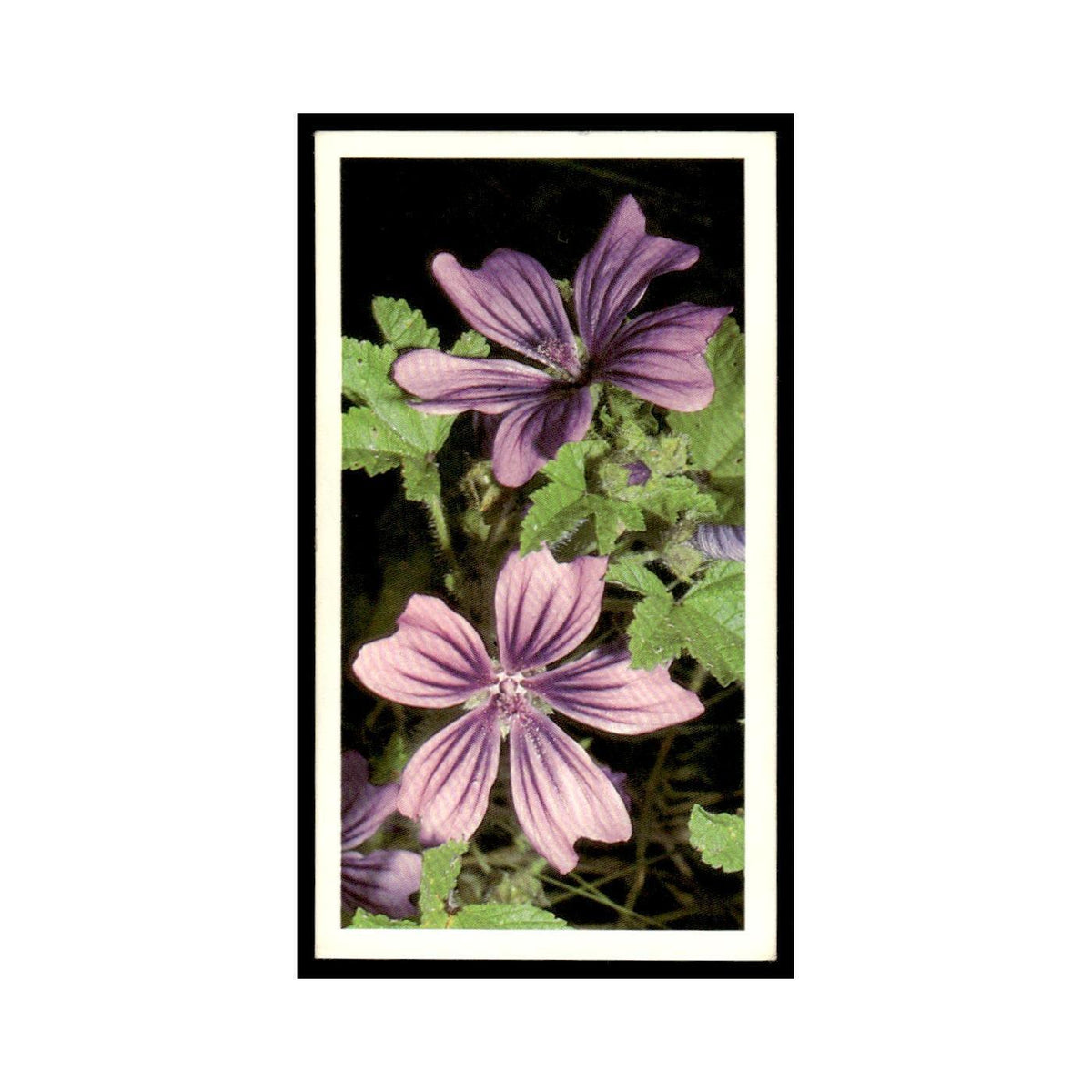 1986 Grandee Britain's Wild Flowers Common Mallow #19