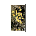 1986 Grandee Britain's Wild Flowers Coltsfoot #1