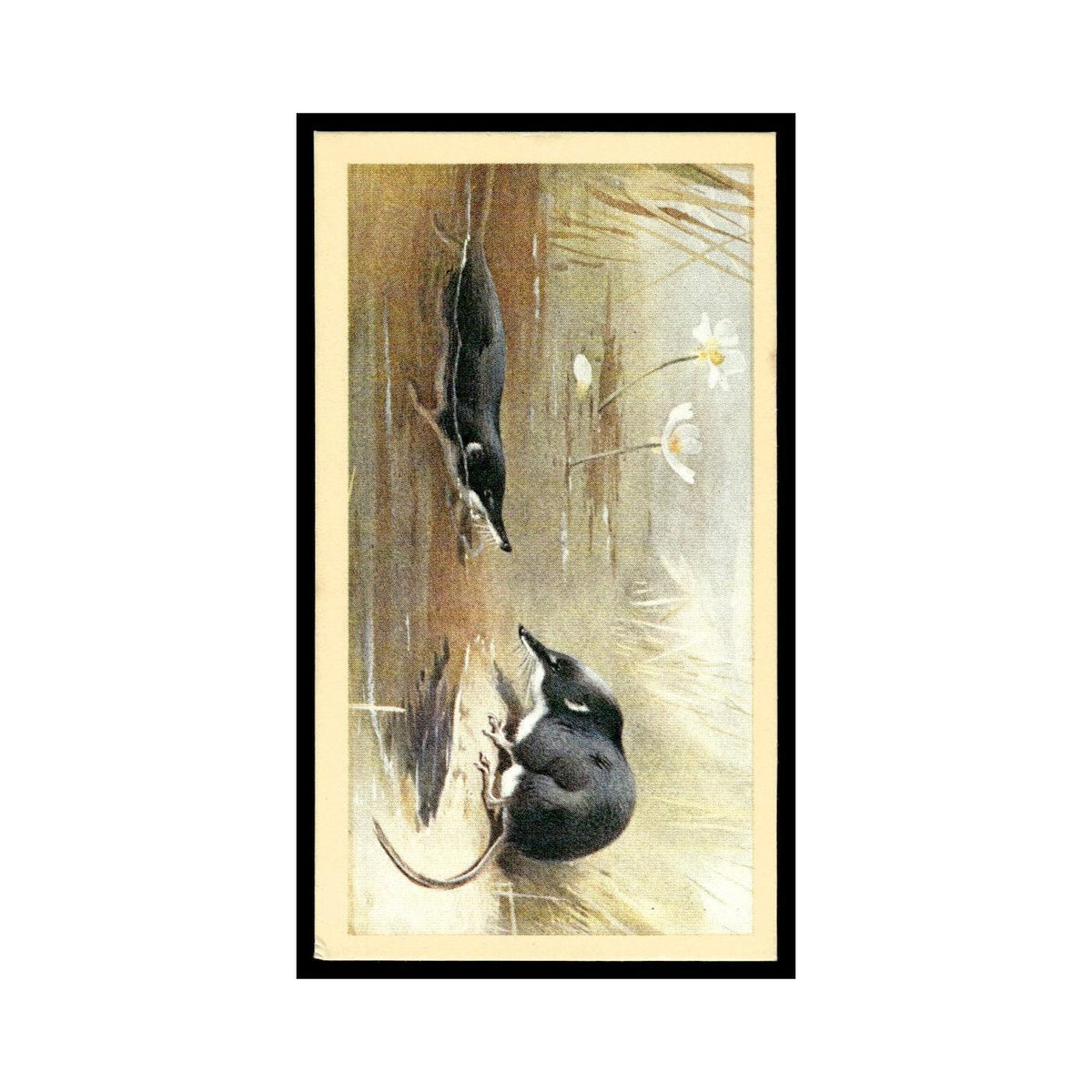1983 Doncella Cigars British Mammals Water Shrew #5