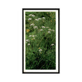 1986 Grandee Britain's Wild Flowers Cow Parsley #7