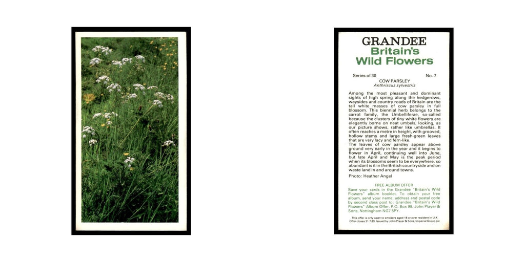 1986 Grandee Britain's Wild Flowers Cow Parsley #7