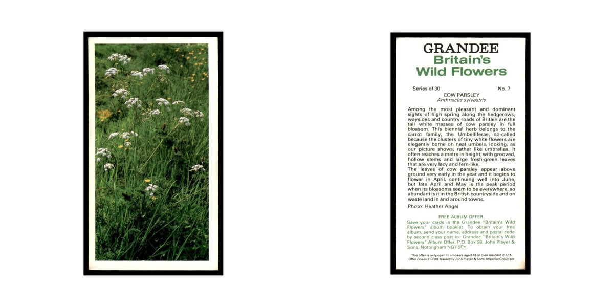 1986 Grandee Britain's Wild Flowers Cow Parsley #7