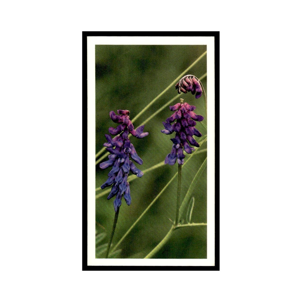 1986 Grandee Britain's Wild Flowers Tufted Vetch #20