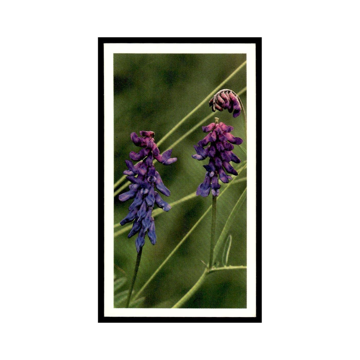 1986 Grandee Britain's Wild Flowers Tufted Vetch #20