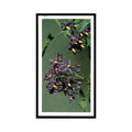 1986 Grandee Britain's Wild Flowers Woody Nightshade #14