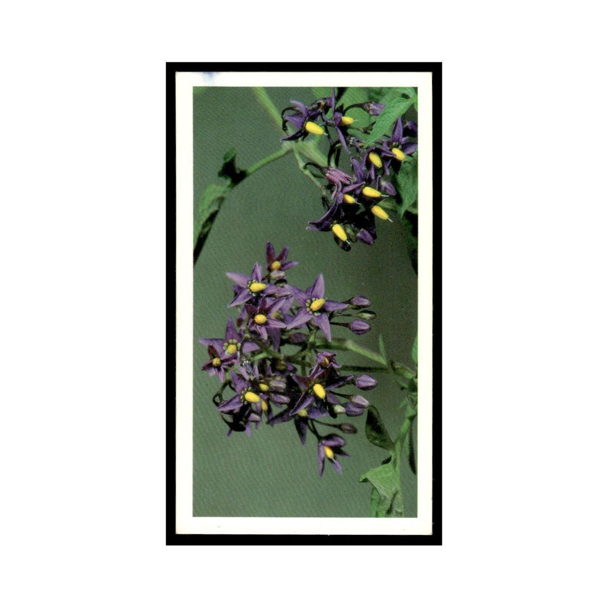 1986 Grandee Britain's Wild Flowers Woody Nightshade #14
