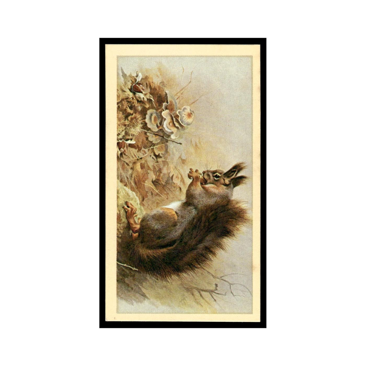 1983 Doncella Cigars British Mammals Red Squirrel #17